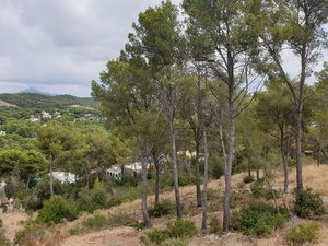 Land Plot in Santa Ponsa